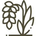 برنج